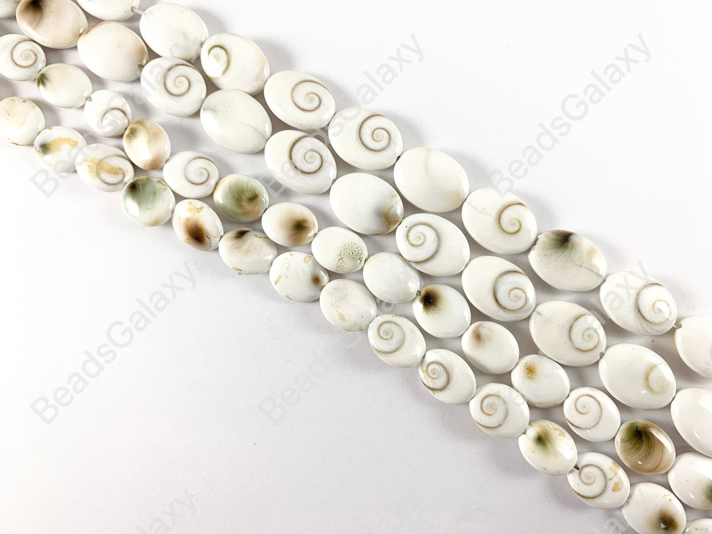 Concha de ojo de Shiva - Concha de forma ovalada de remolino blanco nevado natural de Indonesia