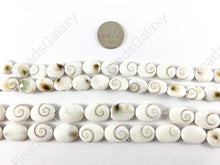 Load image into Gallery viewer, Shiva Eye Shell -  Natural Indonesian Snowy-White Swirl Oval Shape Shell
