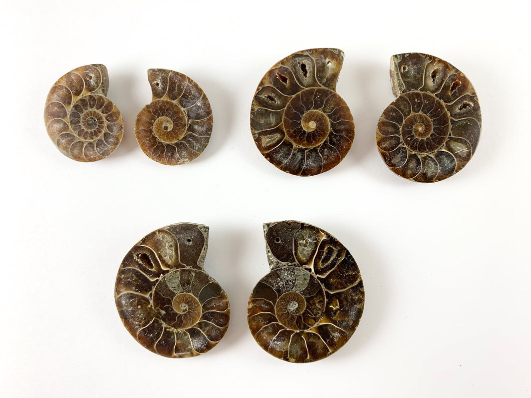 Beautiful Ancient Natural Ammonite Fossil Pair Pendant Energy Stone 3 Sizes Available!