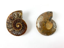 Load image into Gallery viewer, Beautiful Ancient Natural Ammonite Fossil Pair Pendant Energy Stone 3 Sizes Available!
