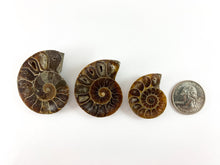 Load image into Gallery viewer, Beautiful Ancient Natural Ammonite Fossil Pair Pendant Energy Stone 3 Sizes Available!
