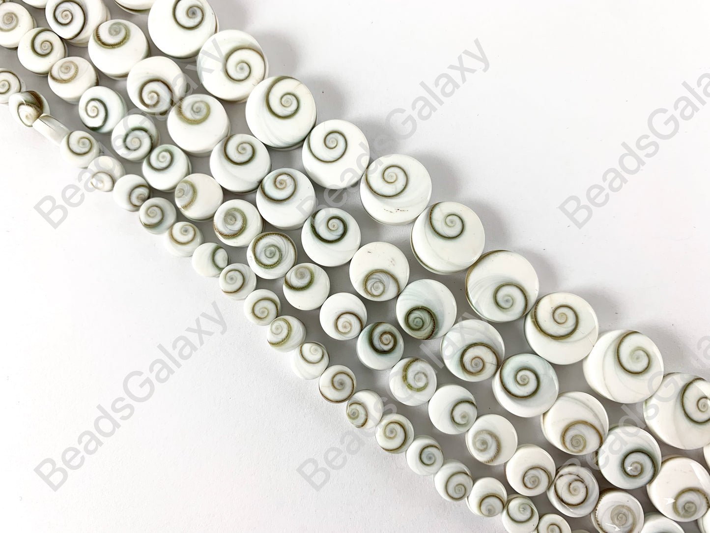 Concha de ojo de Shiva - Concha natural indonesia en forma de moneda de remolino blanco nieve