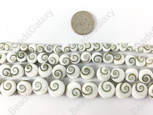 Load image into Gallery viewer, Shiva Eye Shell -  Natural Indonesian Snowy-White Swirl Coin Shape Shell
